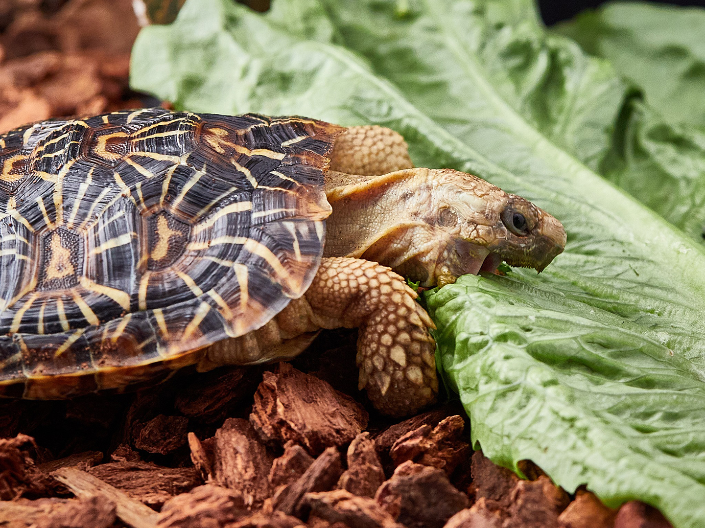 African pancake tortoise eating lettuce