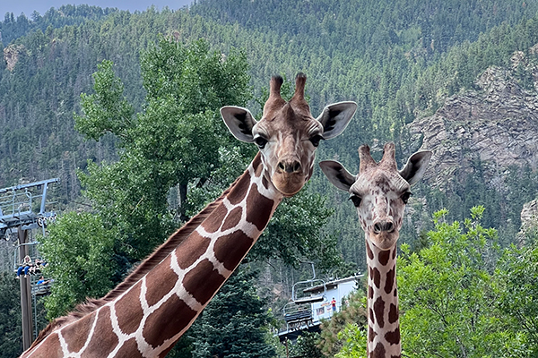 Giraffes Kay and Wednesday at Cheyenne Mountain Zoo with Mountain in background