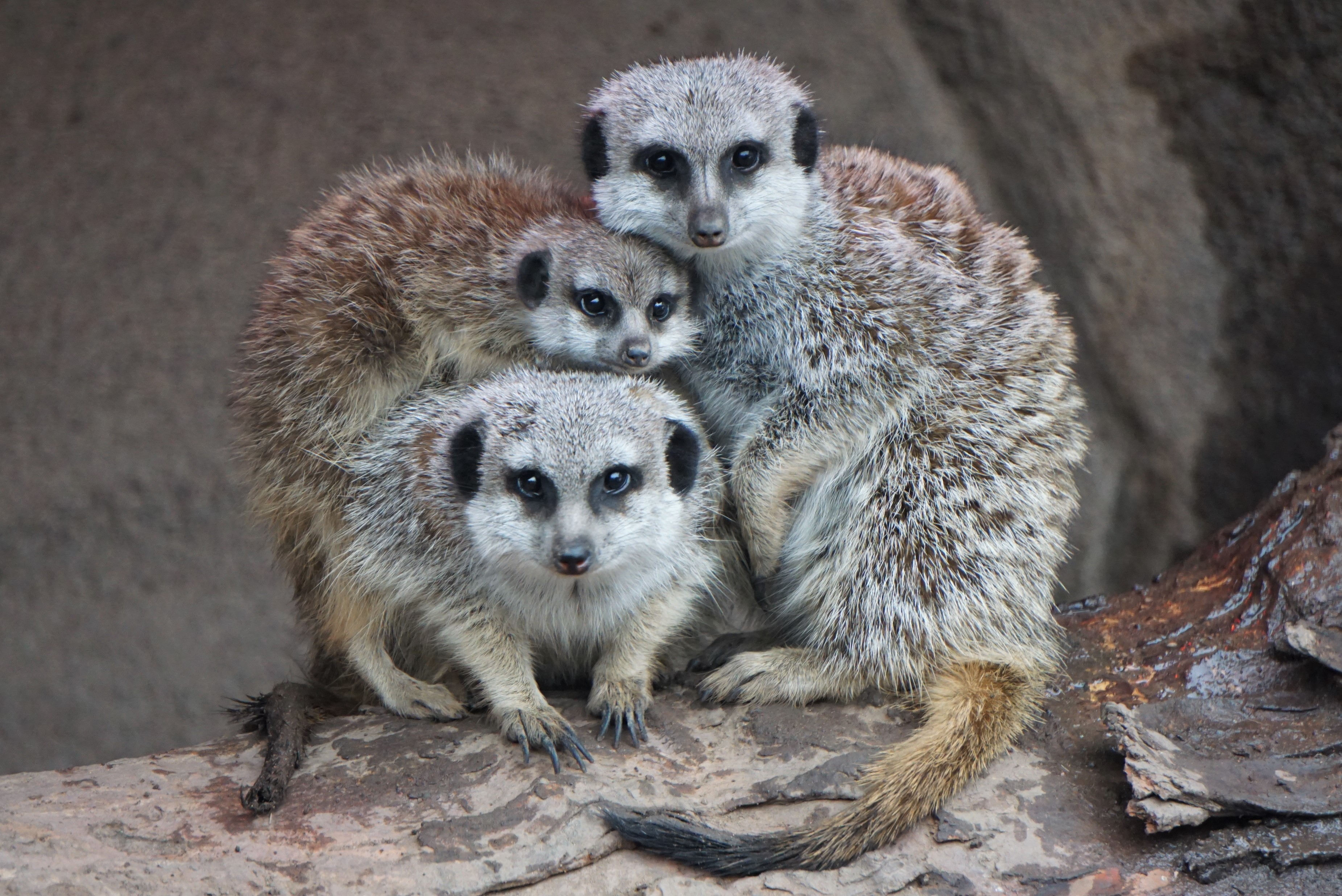 Meerkat mom with two pups huddled together