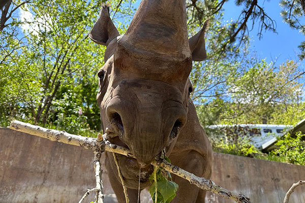Jumbe, male black rhino eating browse