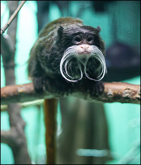 Emperor tamarin 2025