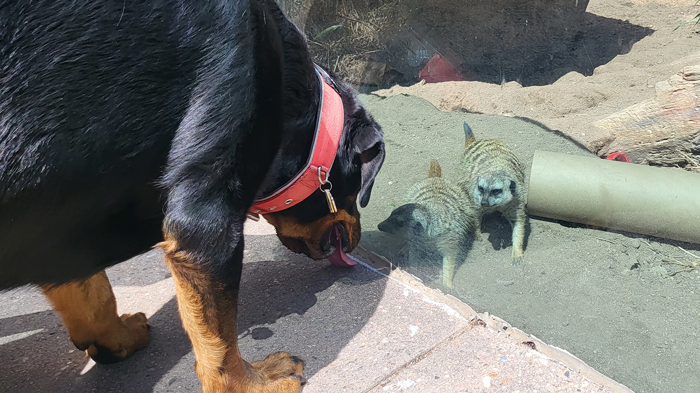 Dog during Dog Days event at the meerkats area in African Rift Valley at Cheyenne Mountain Zoo