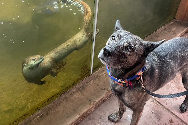 Dog during Dog Days event at the North American river otters in Rocky Mountain Wild at Cheyenne Mountain Zoo