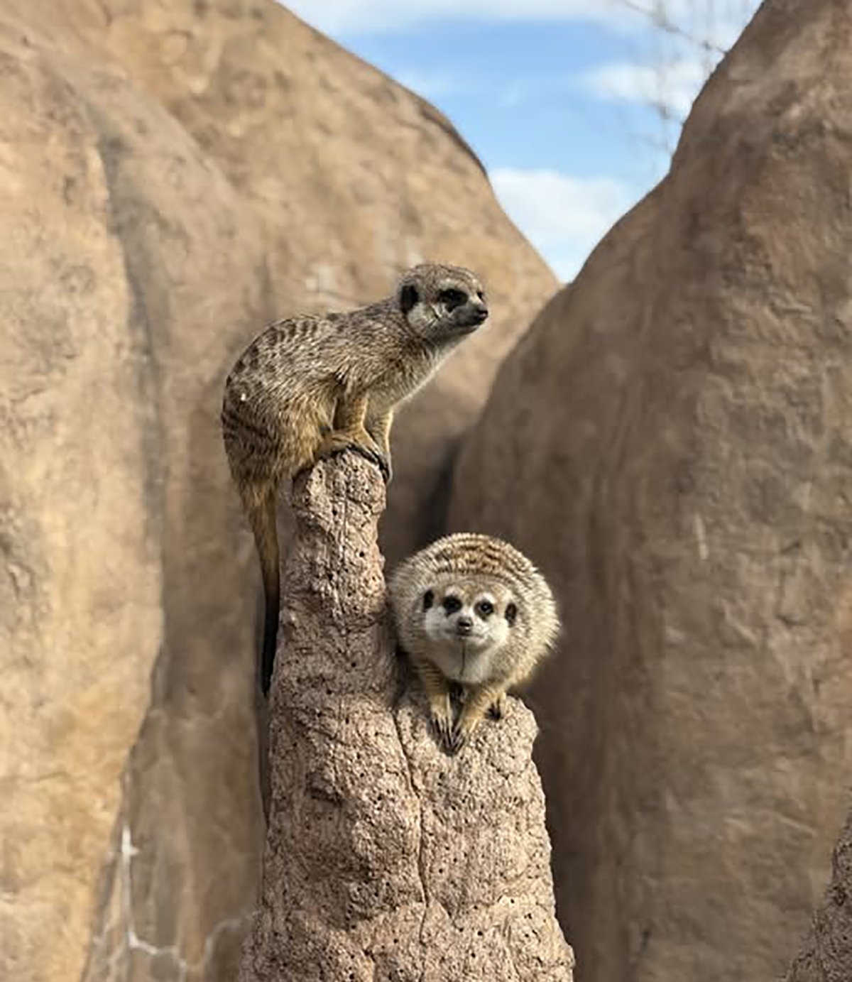 Slender-tailed meerkats on sentry post