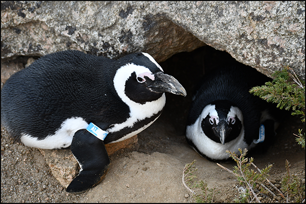 Quarters for Conservation vote - African penguin 2025