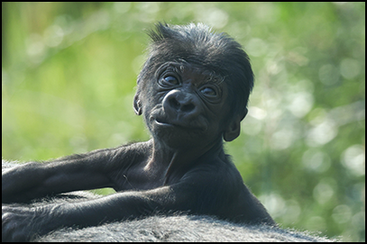 Asha and Goma's Western Lowland gorilla baby portrait 8-2025