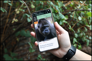 Hand holding cell phone with gorilla on it.