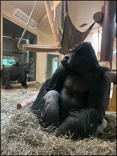 Western Lowland gorila, Goma watching gorilla baby and Asha carefully