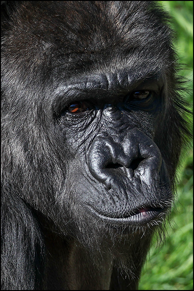 Western Lowland gorilla, Asha portrait