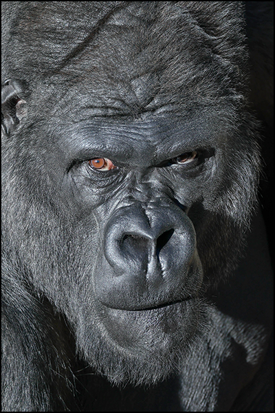 Western lowland gorilla, Goma