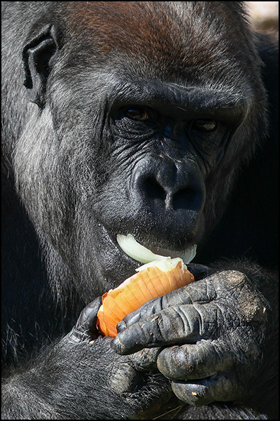 Western lowland gorilla, Kwisha